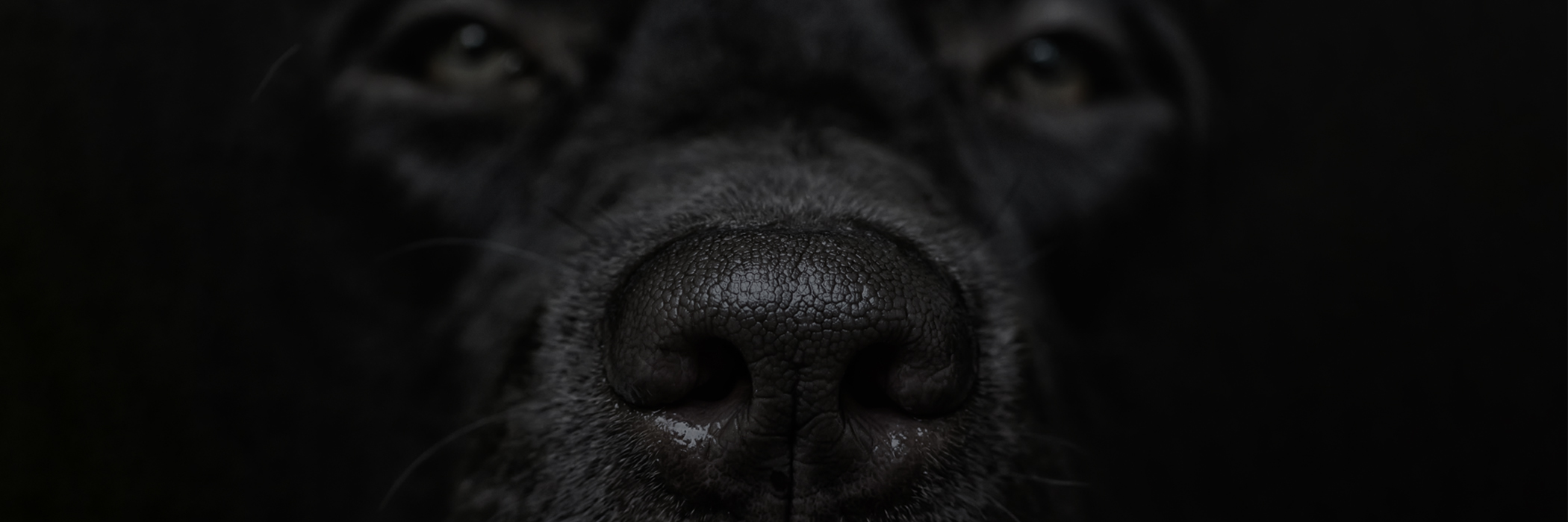 About-Us-Dog-Hero-2100x700