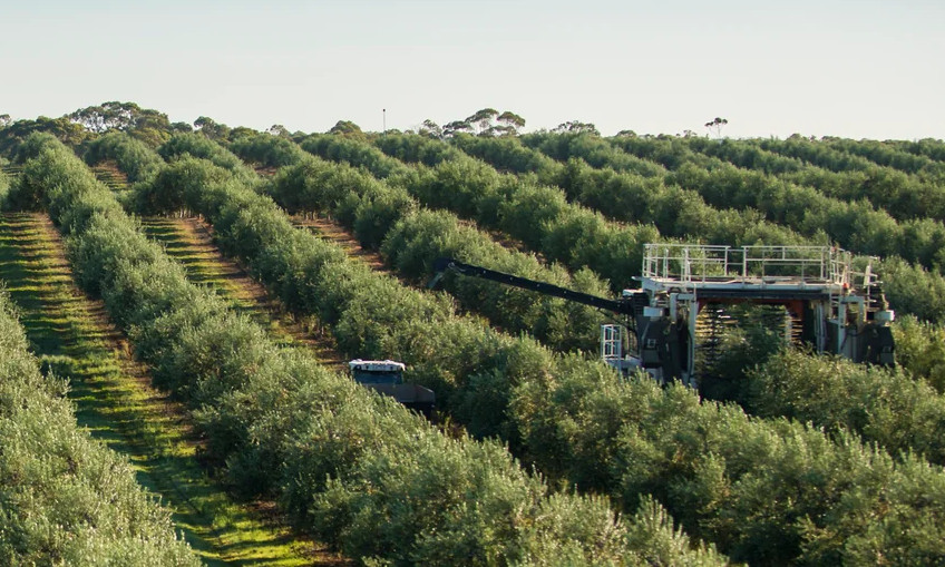 cobram-olives_harvester_5x3.jpg